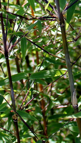 Bambous non-traçants